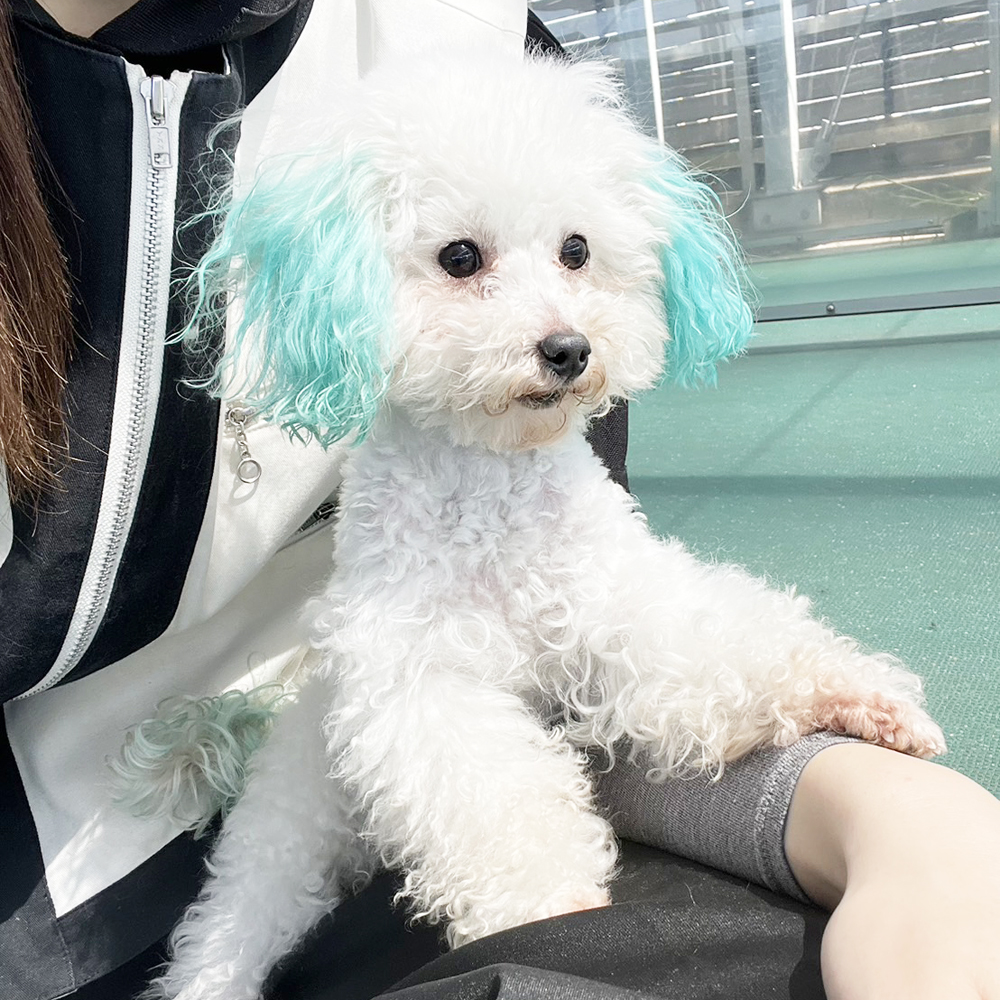生徒が撮影したモデル犬たち♪②